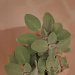 4 Chianche 公寓 奥斯图尼